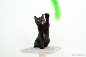 Malá mačička AGÁTKA hľadá domov - 1