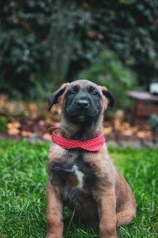 Belgický ovčiak šteniatka s PP