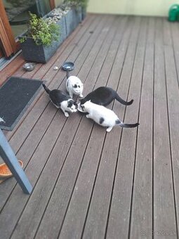 Darujem mačiatka - 1