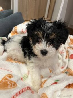 Predám šteniatko maltezák krížený s yorkshirom