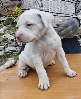 American Bully