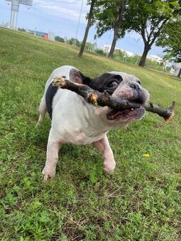 Francúzky Buldoček