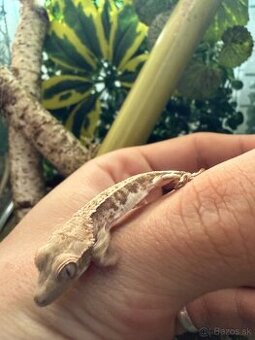 Terárium + Pagekon riasnatý