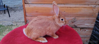 Predám samca burgundskeho králika