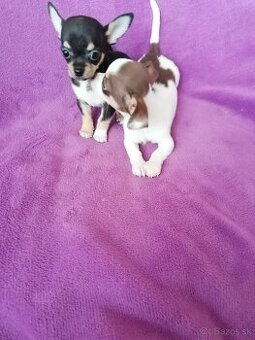 Čivava krátkosrstá