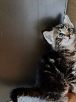 Krásna mačička darujem za veľký dezert.