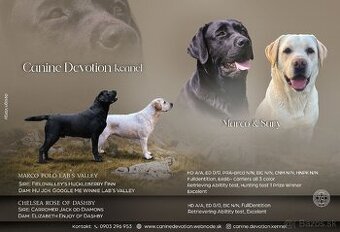 Labrador retriever