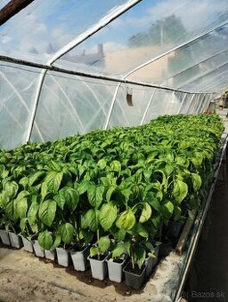 Predám priesady /planty/ papriky