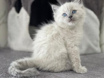 Kocúrikovia Ragdoll