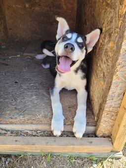 Šteniatka na adopciu