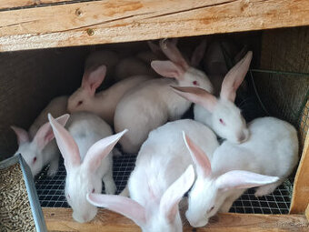 Predám králiky HYLA, krížená HYLA s BURGUNDSKÝM a KALIFORSKY