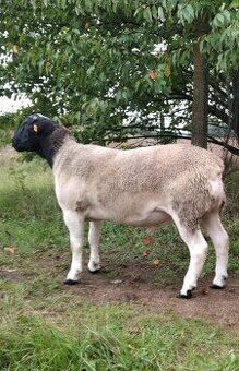 Plemenní berani Dorper