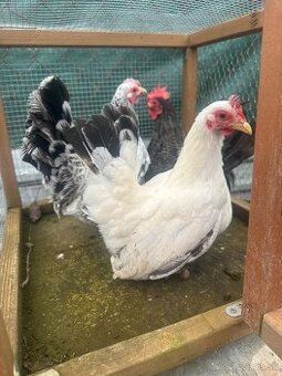 Predám šabotky rocnik 2025 a 2024