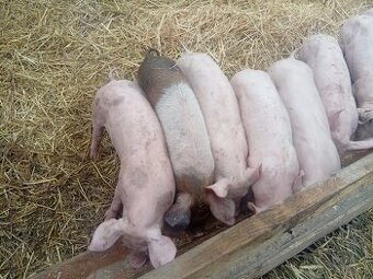 Predám odstavčata 20-25kg