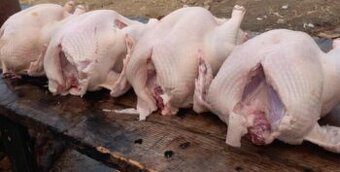 Predaj  Opracovaných Jatočnych Moriek a Moriakov z dovozom