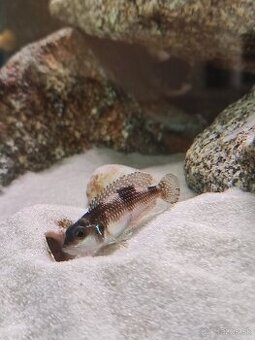 Lamprologus meleagris