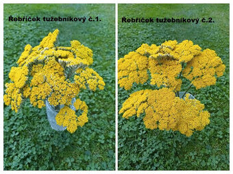 Sušené kvety - Řebříček tužebníkový.