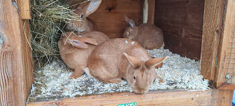 Predam burgundske kraliky