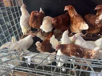 Mládky Lohmann Brown a LSL (autentické fotky)