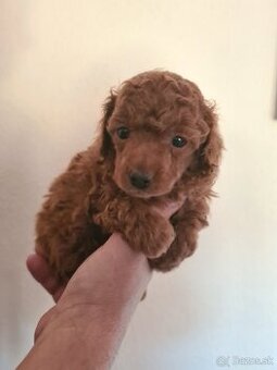 Pudel toy red šťeniatko