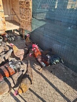 Násadové vajíčka