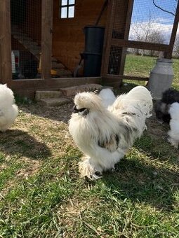 Predám/vymením kohútov hodvábničky