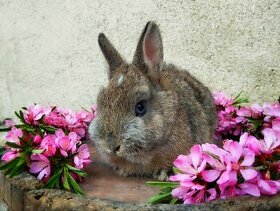 Zakrslé králiky-zajačiky - 1