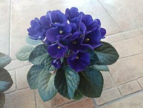 Africká fialka fialový kvet  1ks/3,30€+pošta - 1