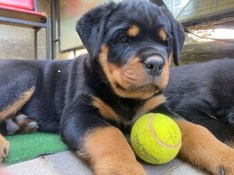 rottweiler - 1