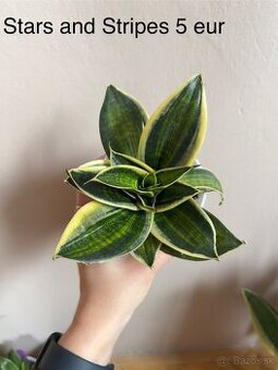 Sansevieria Stars and Stripes