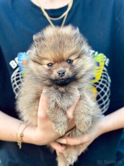 Pomeranian trpazlici spic