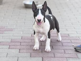 Miniatúrny bullterrier/ bullterier/bulterier