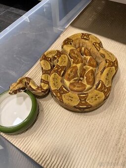 Boa Constrictor