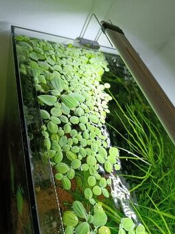 Pistia stratiotes