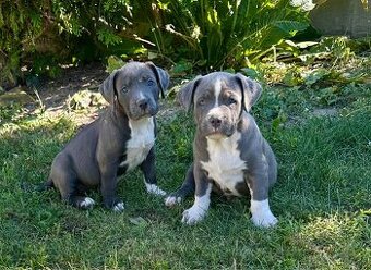 American bully XL s PP