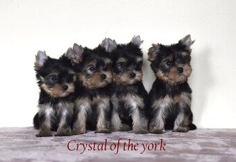 YORKSHIRE TERRIER s PP rodokmenom - yorkshirsky terier
