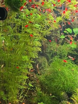 Limnophila sesiliflora
