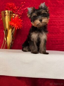 Yorkshire terrier, york
