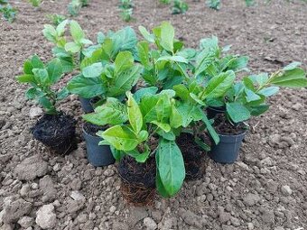 Vavrínovec lekársky Novita (Prunus laurocerasus Novita)