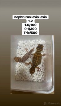 Nephrurus levis levis