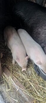 Vietnamske odstavčata