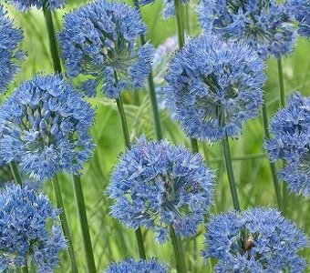 Okrasné cesnaky - cibuľky