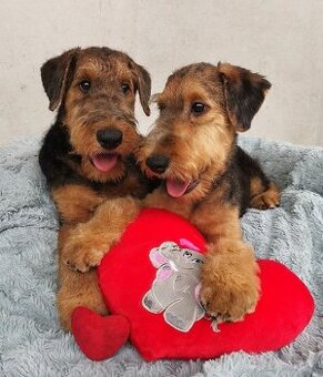 Airedale teriér / Erdelterier - šteniatka s PP