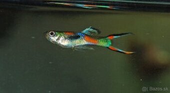 Predám mix gupky/endlerky 30 ks.