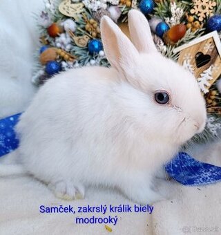 Zakrslý králik s VP - samček biely modrooký