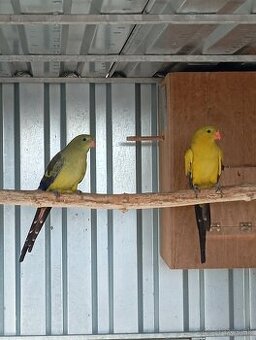 Predám chovný pár papagájov horských.