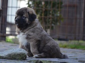 EXKLUZÍVNA PONUKA  - KAUKAZSKY OVČIAK