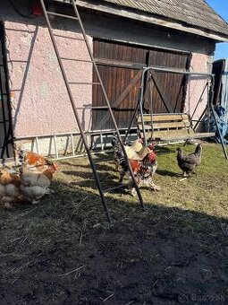 Kohúti Brahman – porcelánové a biele na predaj