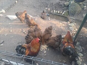 Brahmanka jarabičia vlnitá - násadové vajcia