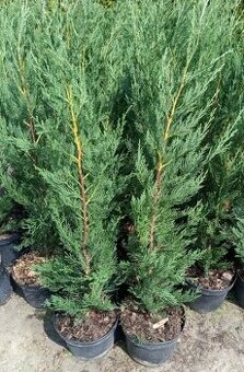 Cyprusovec leylandský Green Rocket, výška 85-90 cm, 8 €/ks